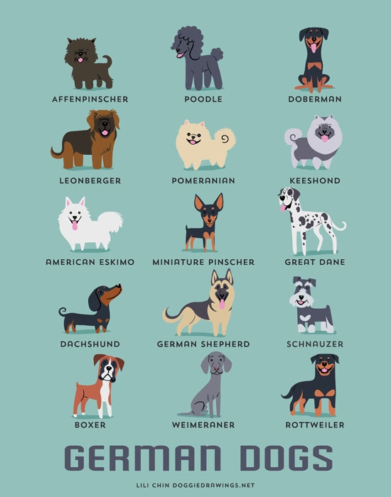 Kıt'alara ve Ülkelere Göre Köpek Irkları 11