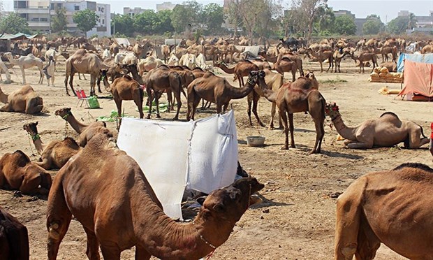 Pakistan'da Bir Gelenek: Deve Berberliği 1