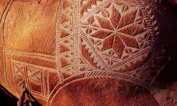 Pakistan'da Bir Gelenek: Deve Berberliği 10