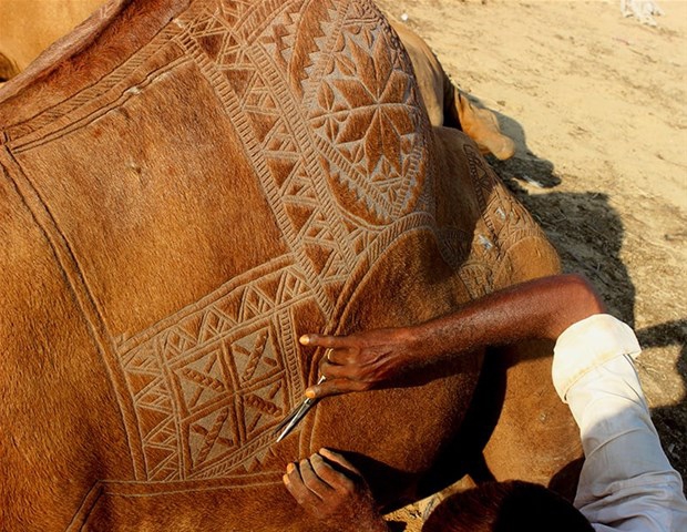 Pakistan'da Bir Gelenek: Deve Berberliği 11