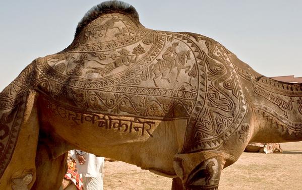 Pakistan'da Bir Gelenek: Deve Berberliği 13