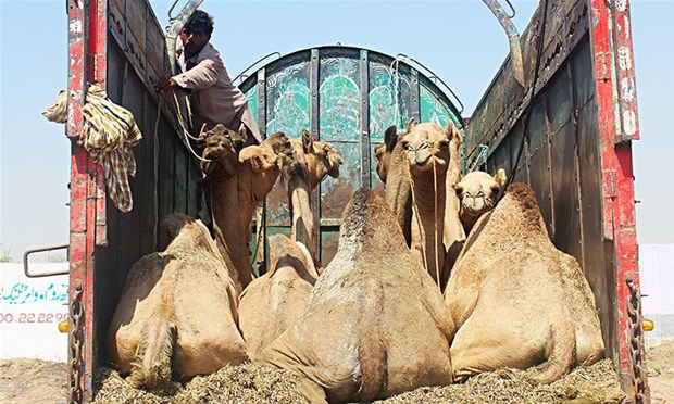 Pakistan'da Bir Gelenek: Deve Berberliği 18