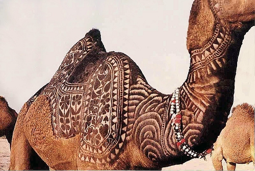 Pakistan'da Bir Gelenek: Deve Berberliği 20