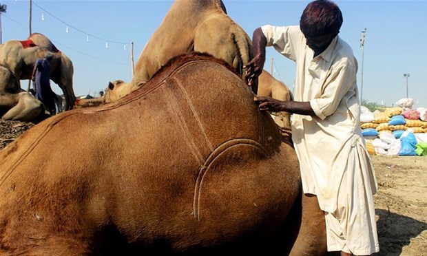 Pakistan'da Bir Gelenek: Deve Berberliği 3