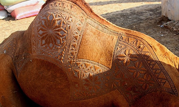 Pakistan'da Bir Gelenek: Deve Berberliği 8