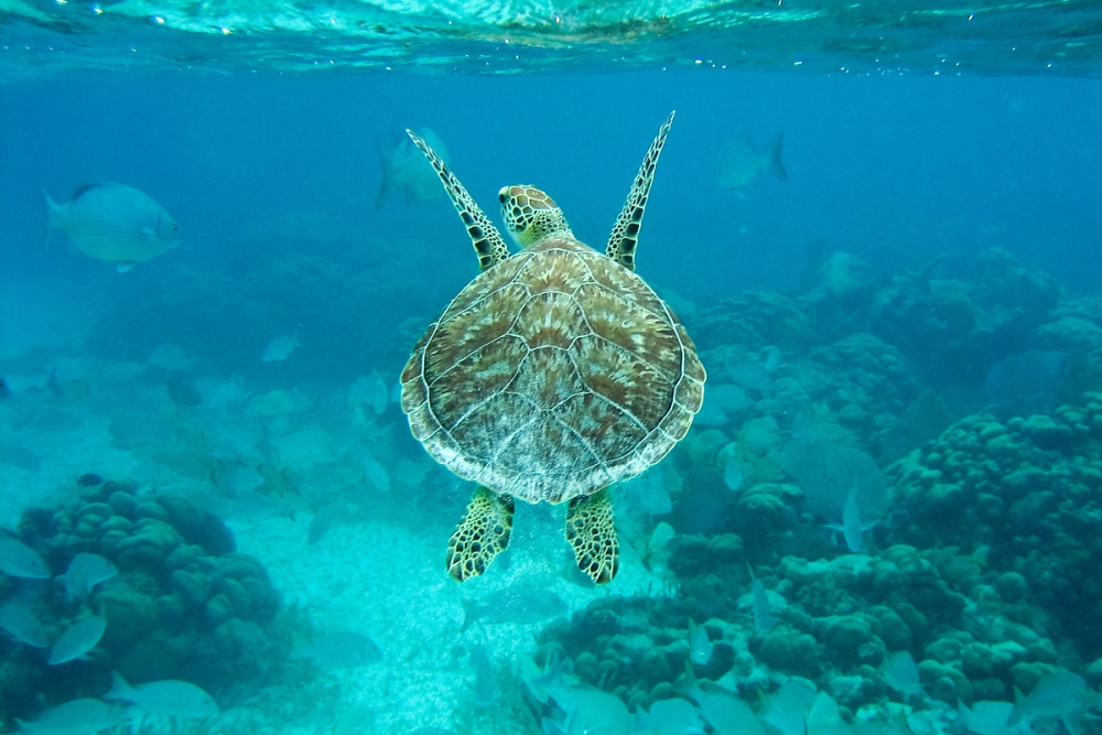 Belize'da Gezip Görmeniz Gereken Yerler 1