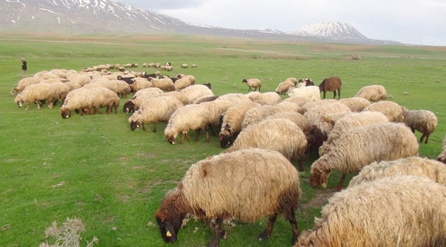 Peygamberlerin Mesleklerini Biliyor Musunuz? 12