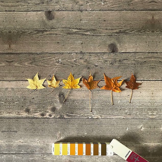 Andrea Antoni’dan Pantone Kartelası 21