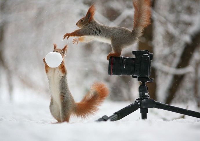 En Sevimli Sincap Fotoğrafları 7