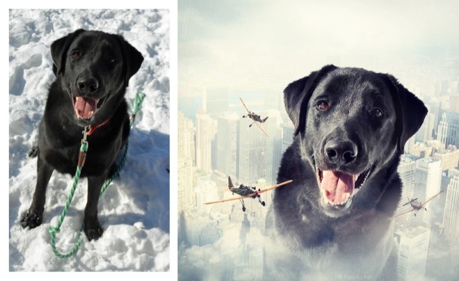 Köpeklerle İlgili Yapılmış En İyi Photoshop'lar 15