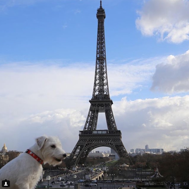 Instagram Ünlüsü Gezgin Köpekler 1