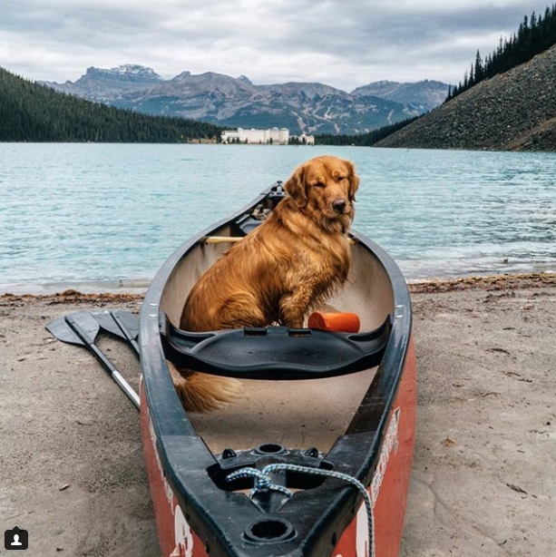 Instagram Ünlüsü Gezgin Köpekler 15