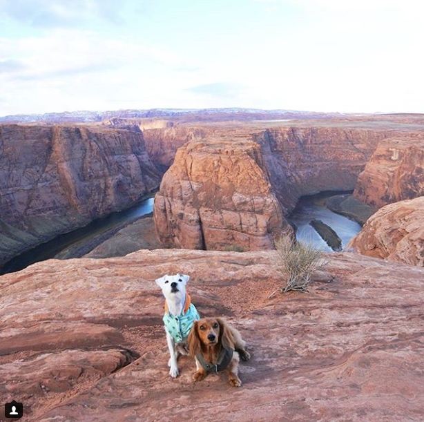 Instagram Ünlüsü Gezgin Köpekler 8