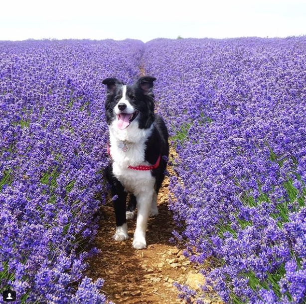 Instagram Ünlüsü Gezgin Köpekler 9