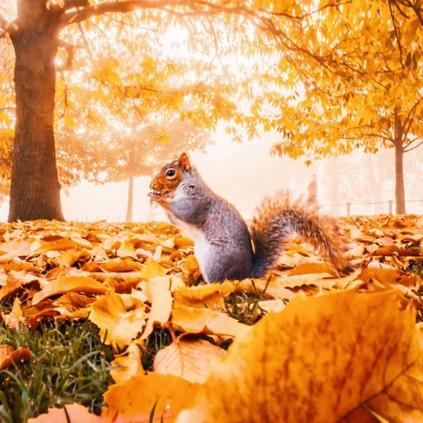 En Güzel Sonbahar Fotoğrafları 7