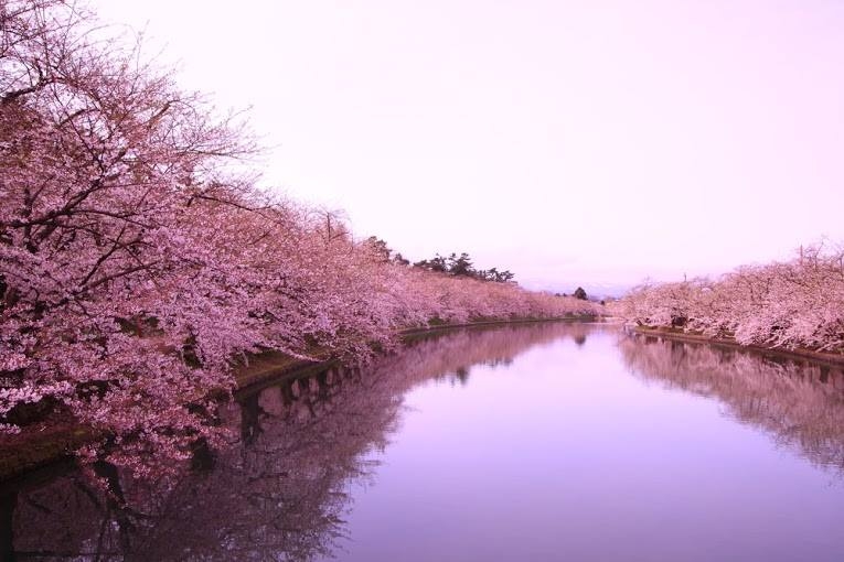 Bir Japon Harikası : Sakura 2