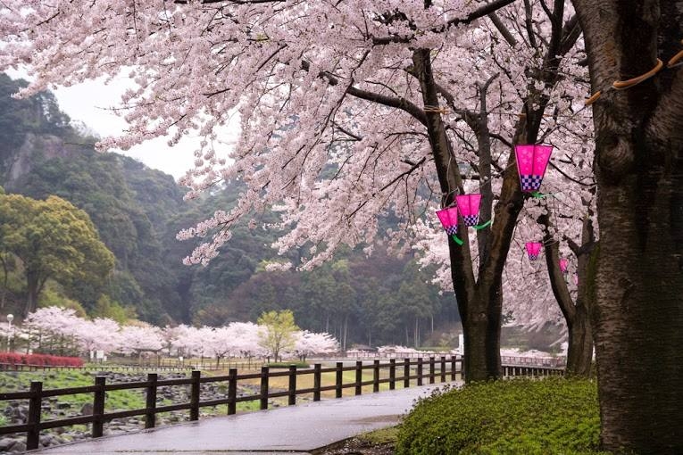 Bir Japon Harikası : Sakura 7