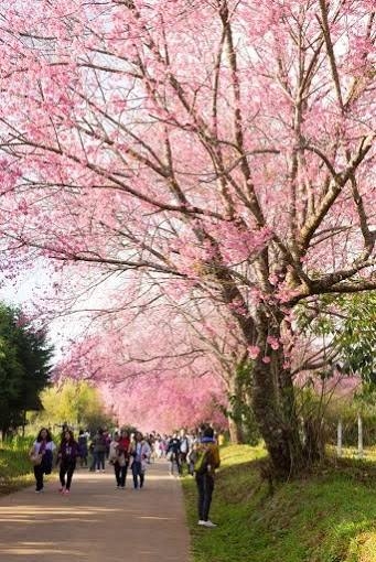 Bir Japon Harikası : Sakura 9