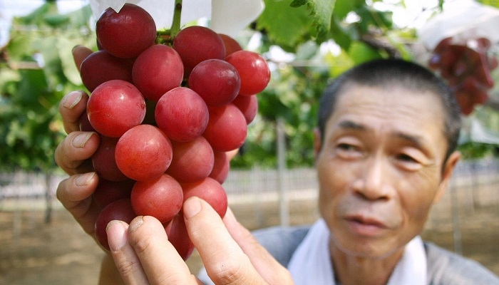 Japonya'nın En Pahalı Gıdaları 7