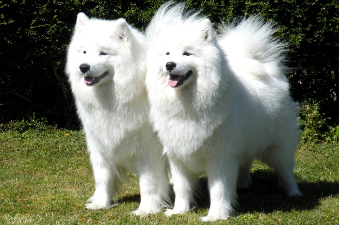 Dünyanın En Pahalı Köpek Irkları 9