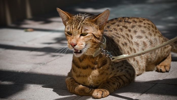 Dünyanın En Pahalı Kedi Cinsleri 10