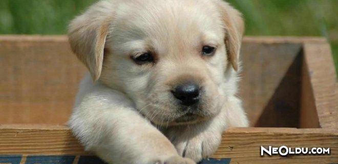 Köpek Bakımı ve Eğitimi