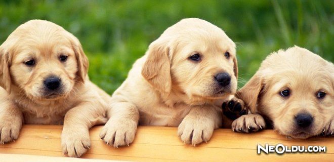 Yavru Köpek Bakımı & Tuvalet Eğitimi ve Beslenme Tablosu