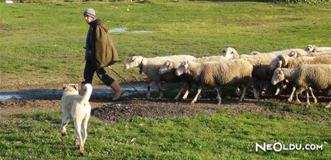 Rüyada Çoban Görmek Ne Anlama Gelir?