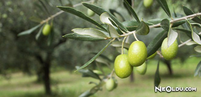 Falda Zeytin Dalı Görmek Ne Anlama Gelir
