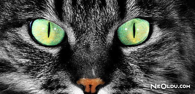 Falda Kedi Gözü Görmek Ne Anlama Gelir
