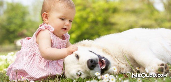 Dünyanın En Zeki 10 Köpeği