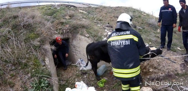 Menfezde Sıkışan Danaları İtfaiye Kurtardı