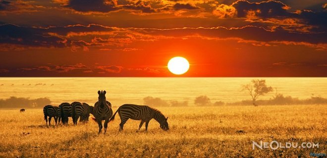 Afrika'nın Vahşi Doğası Sanatla Buluştu