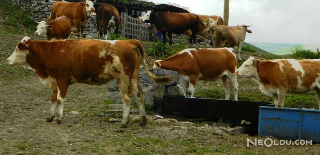 Çoban Bulamadıkları İçin Yakınıyorlar