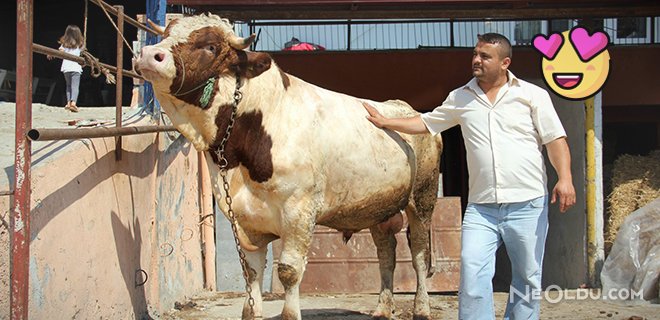 Otomobil Fiyatına Kurbanlık Boğa!