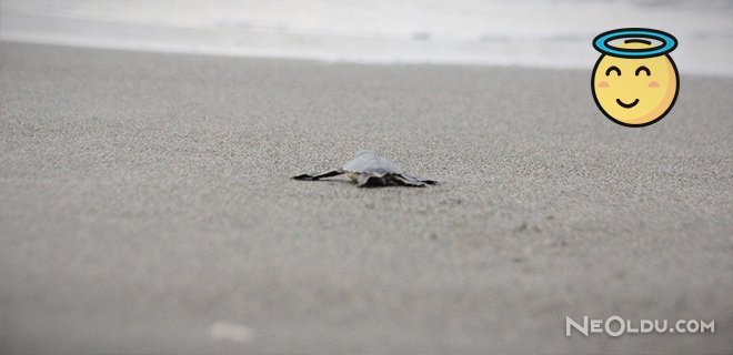 Hatay’da Yavru Caretta Carettalar Denize Kavuştu