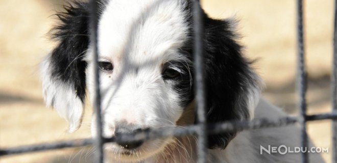 Sokaktaki Hayvanlar Bakımeviyle Hayata Tutunuyor