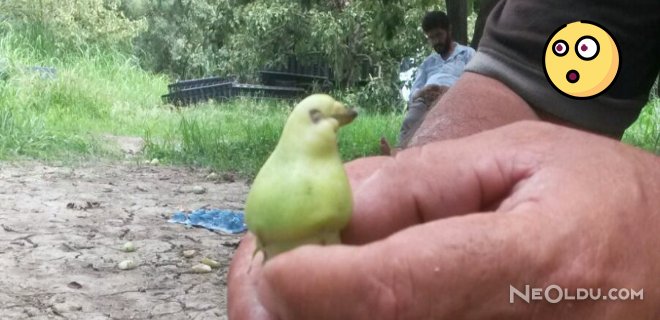 Doğanın Harika Oyunu! Herkes Kuş Zannetti Ama...