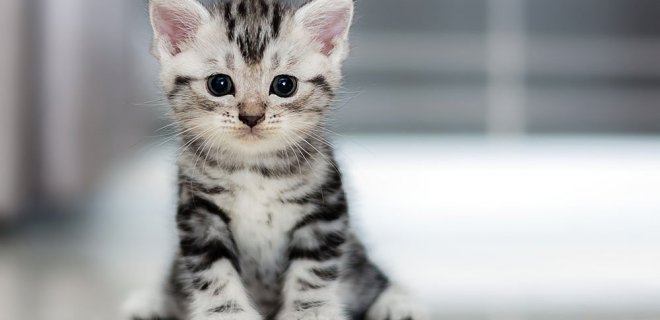 Rüyada Yavru Kedi Görmek: Yeni Başlangıçların İşareti