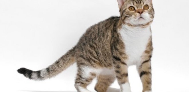 American Wirehair Kedisi Bakımı ve Özellikleri