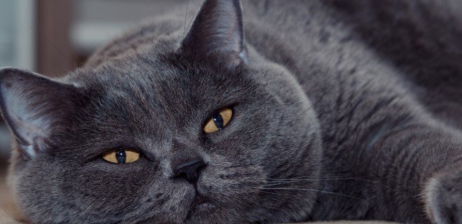 British Shorthair Kedisi Bakımı ve Özellikleri