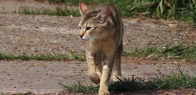 Chausie Kedisi Bakımı ve Özellikleri