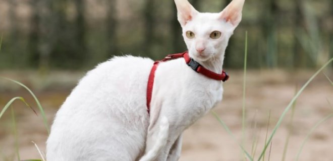 Cornish Rex Kedisi Bakımı ve Özellikleri