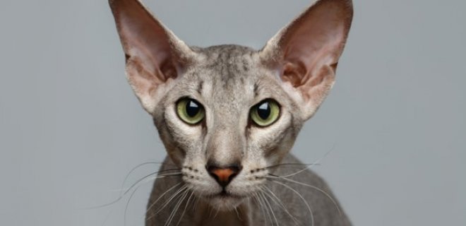 Peterbald Kedisi Bakımı ve Özellikleri