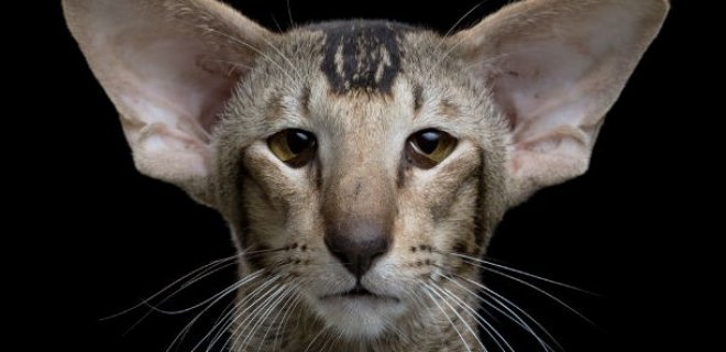 Oriental Shorthair Kedisi Bakımı ve Özellikleri                                              