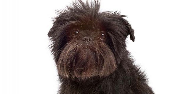 Affenpinscher Köpeği Hakkında Bilmeniz Gereken 10 Şey