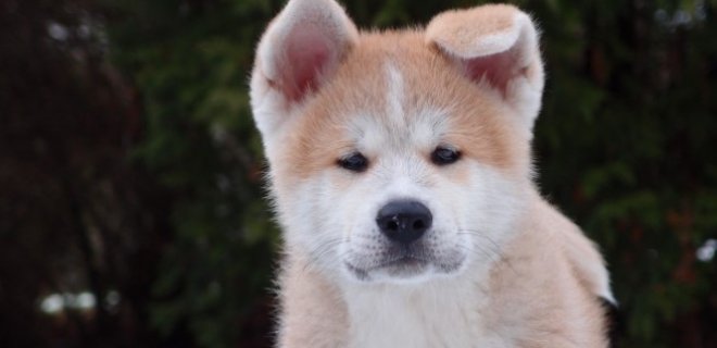 Ainu Cinsi Köpek Bakımı ve Özellikleri