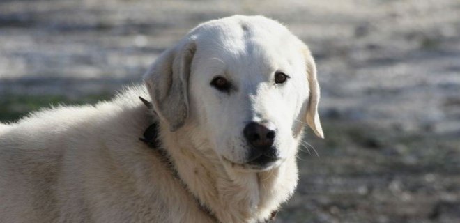 Akbaş Cinsi Köpek Bakımı ve Özellikleri