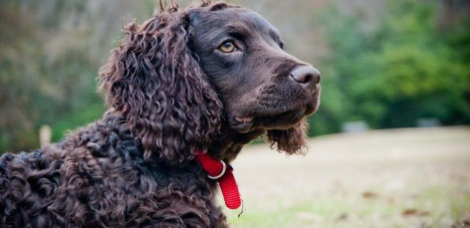 Amerikan Water Spaniel Hakkında Bilmeniz Gereken 10 Şey