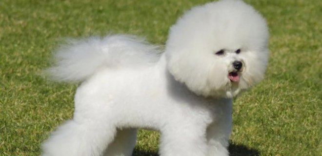 Bichon Frise Köpeği Hakkında Bilmeniz Gereken 10 Şey